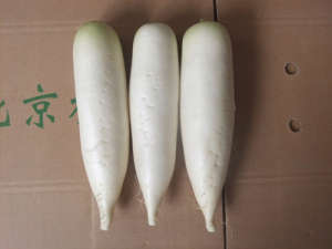 New Crop Competitive Fresh White Radish (450-500g)